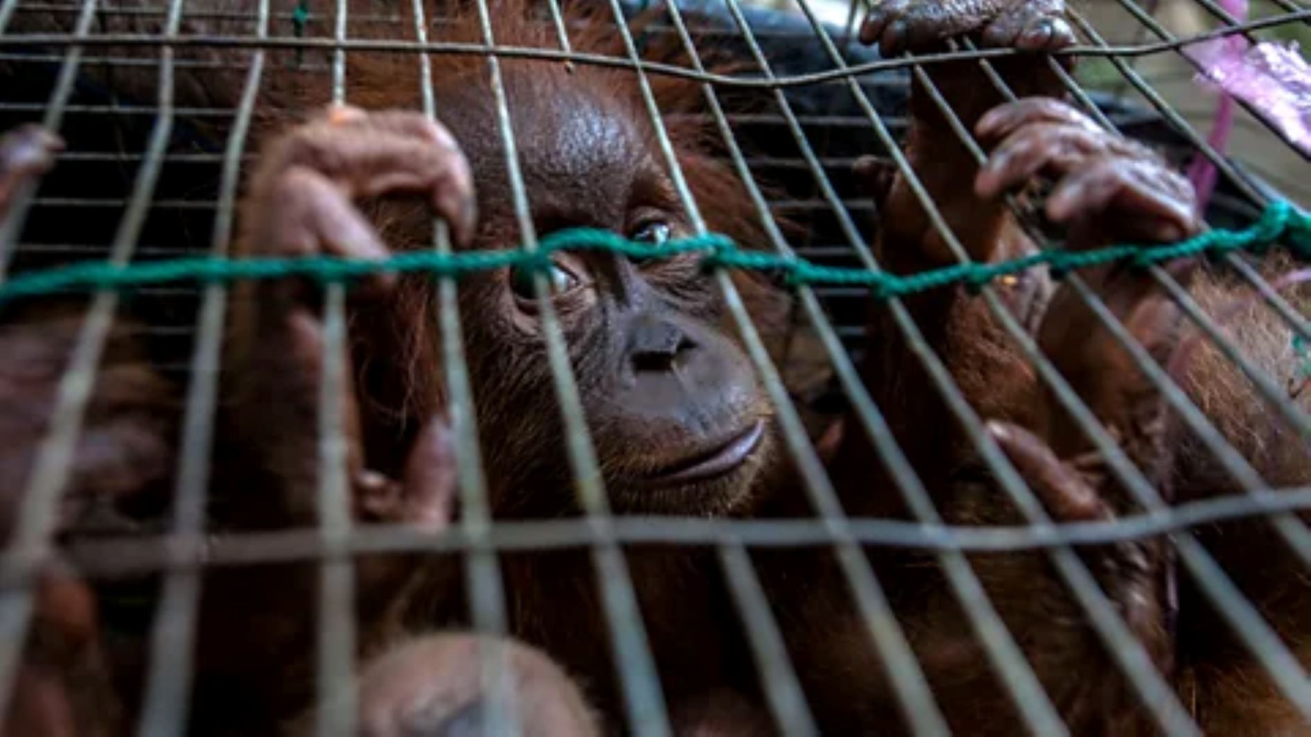 Global trade of live wild animals fuels zoonotic disease spread – report