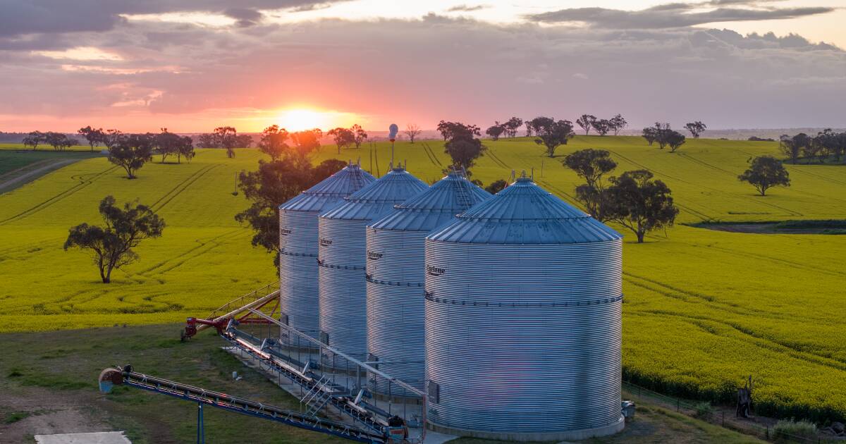 Global grain glut: bumper harvests override geopolitical tensions